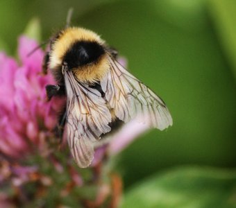 хрустальные крылышки