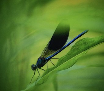 Блестящая красотка