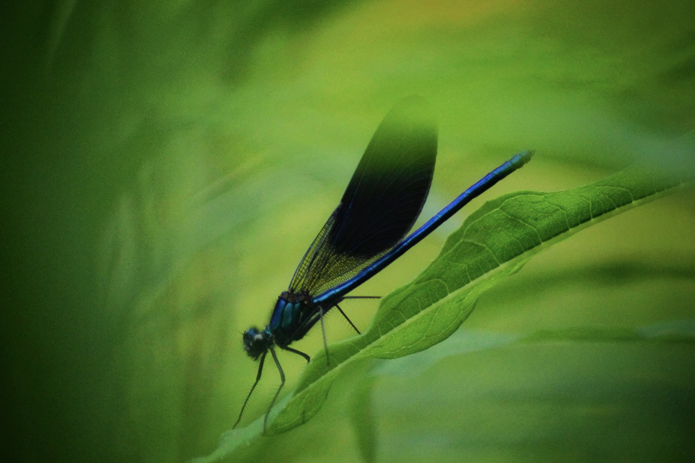 Блестящая красотка