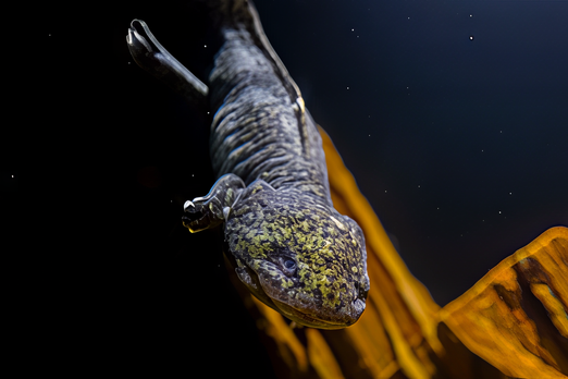 В «Москвариуме» поселился чёрно-золотой аксолотль