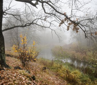 Туманное безмолвие