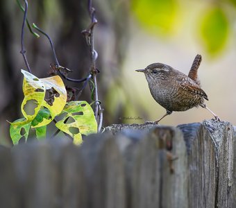 Здесь живу я!