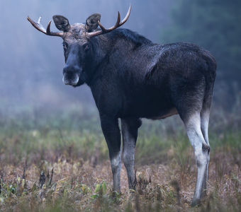 Европейский лось (Alces alces)