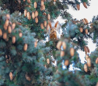 Ёлочная игрушка