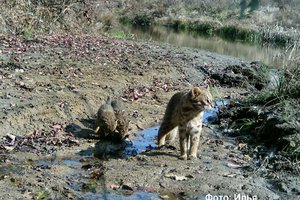 Семейство самых скрытных кошек попало на камеру в Приморье