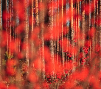 Орнамент Верхней Вычегды