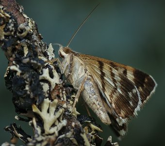 Ленточница пёстрая (Grammodes stolida)