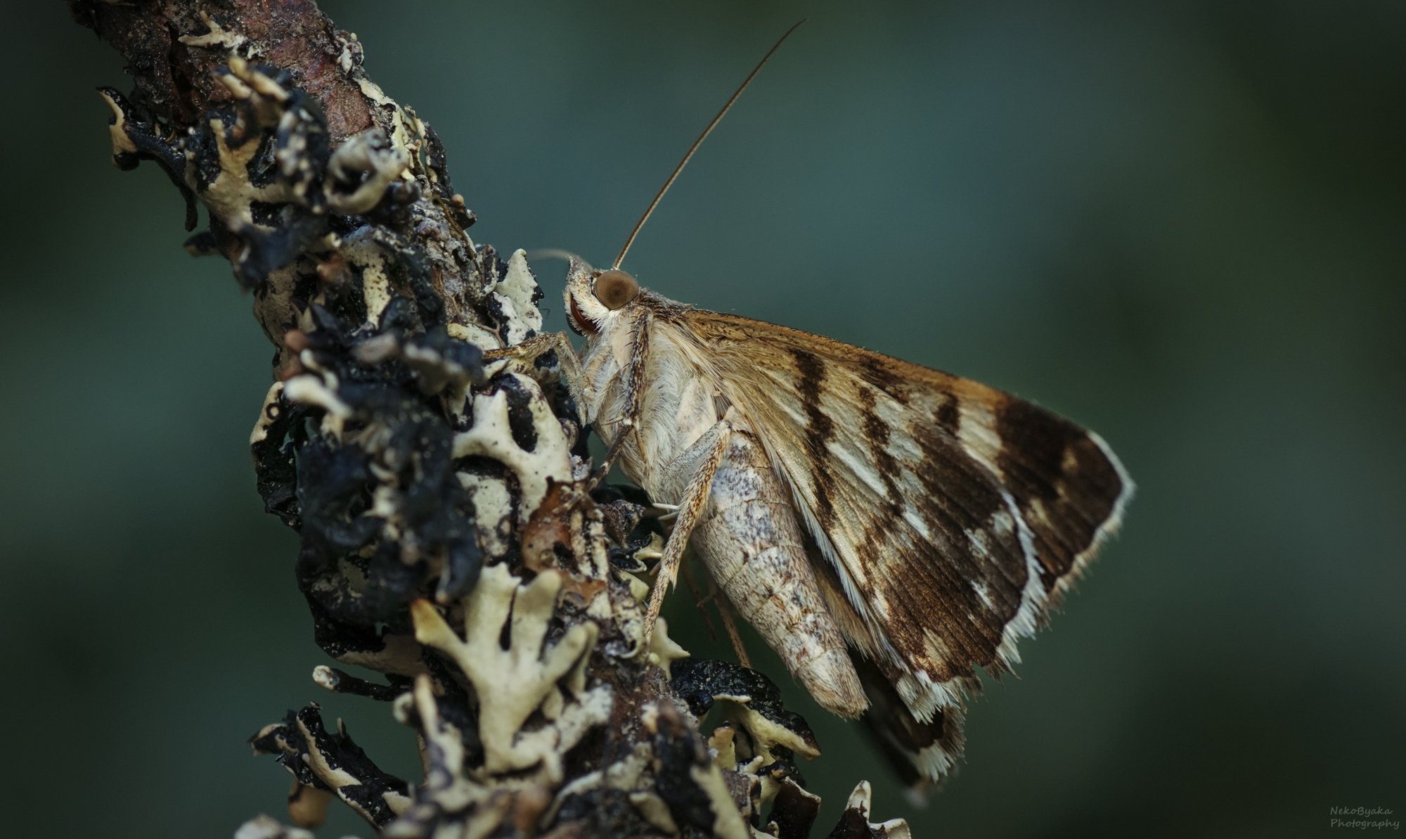Ленточница пёстрая (Grammodes stolida)
