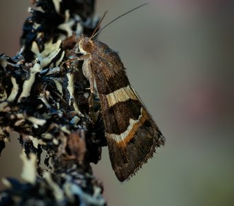 Ленточница пёстрая