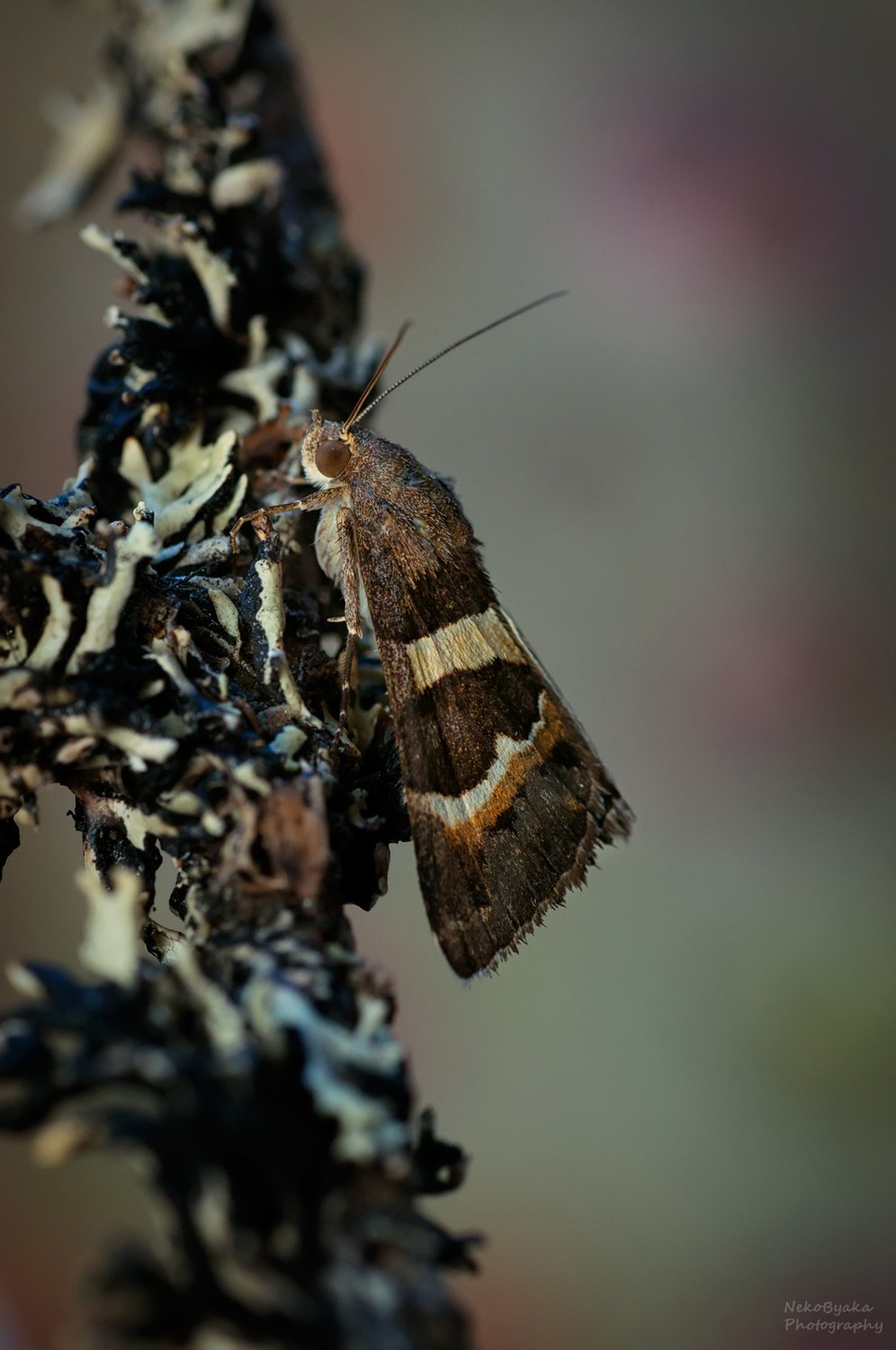 Ленточница пёстрая