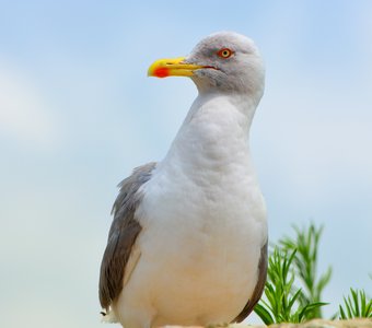 Черноморская чайка