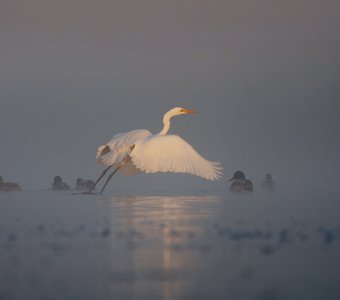 Туманный рассвет на озере Сасык-Сиваш