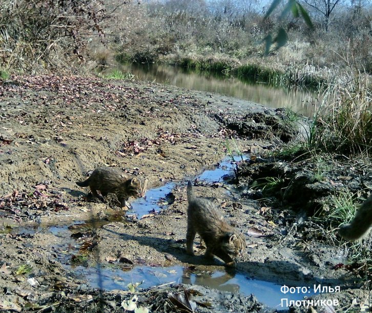 Фото: Илья Плотников / ФГБУ «Земля леопарда»