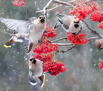 Пир на весь мир