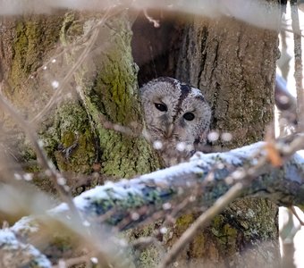 Высоко сижу