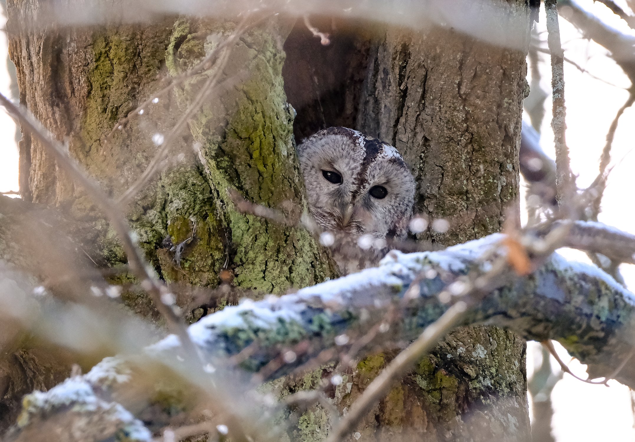 Высоко сижу