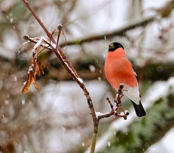 Завтрак под снегопадом