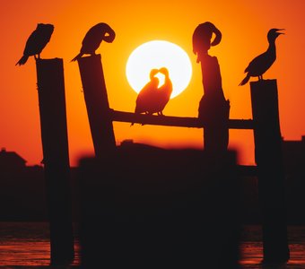 Птичья свадьба