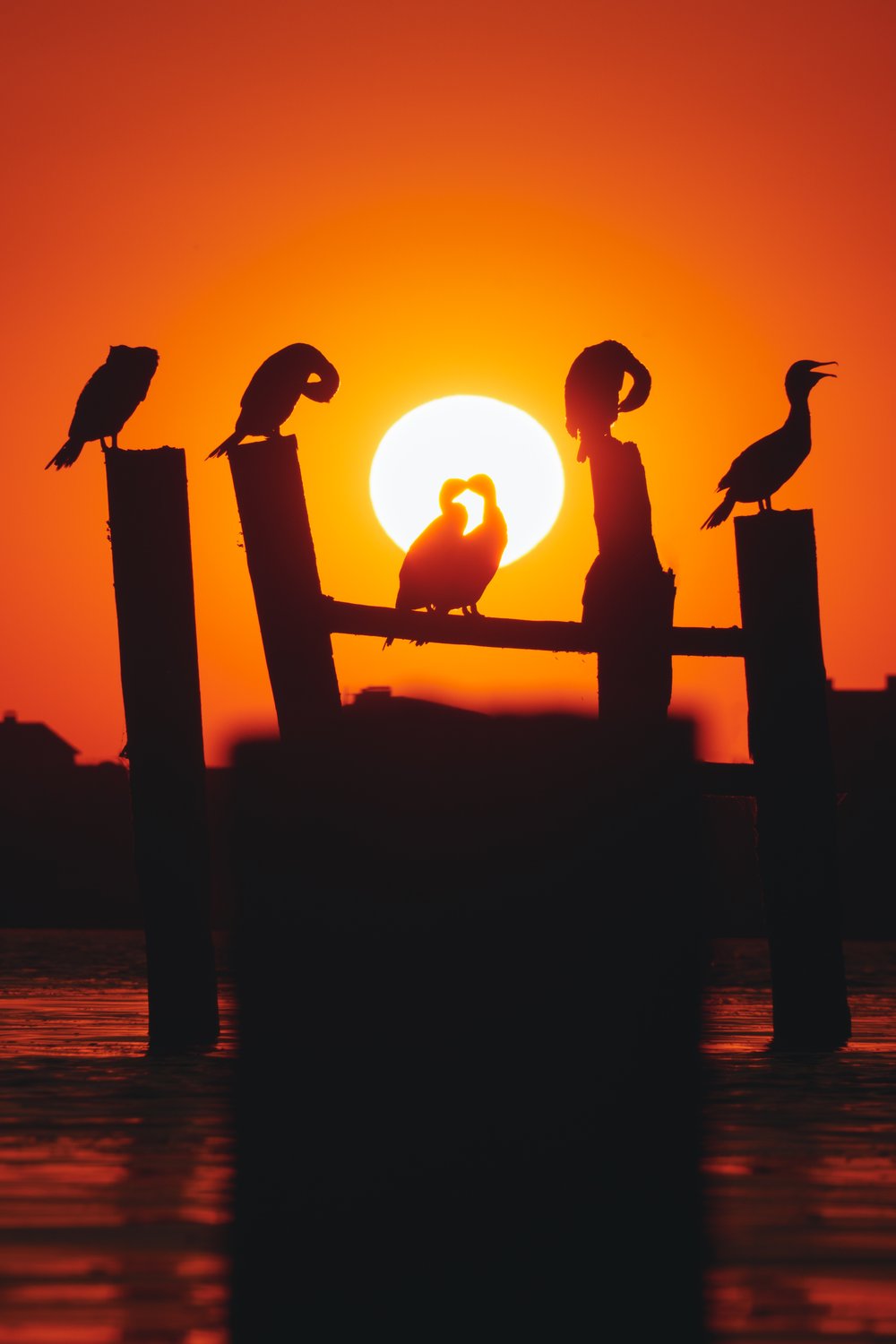 Птичья свадьба