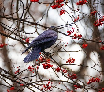 Грач и рябина