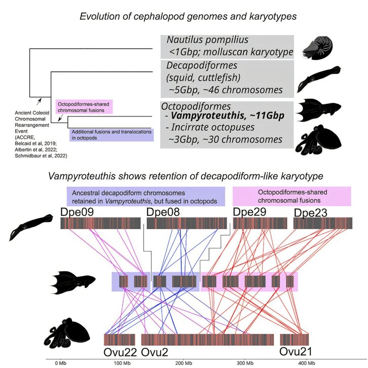 Фото: Masa-aki Yoshida / iScience