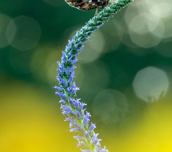 Диа встречает рассвет