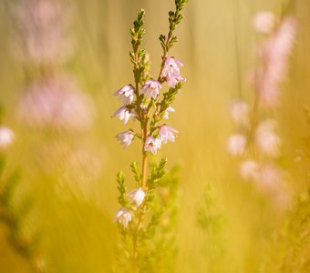 Весерск цветет