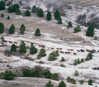 Вечерний выпас