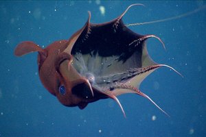 Кто проживает на дне океана? Адский кальмар-вампир