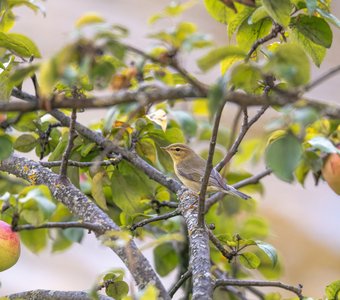 Пеночка-весничка на яблоньке