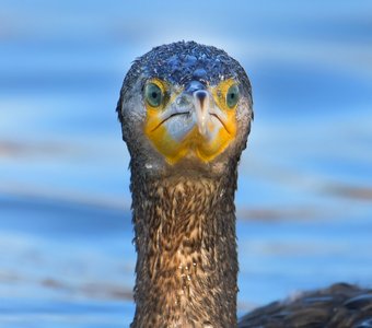 Лохнесское чудище