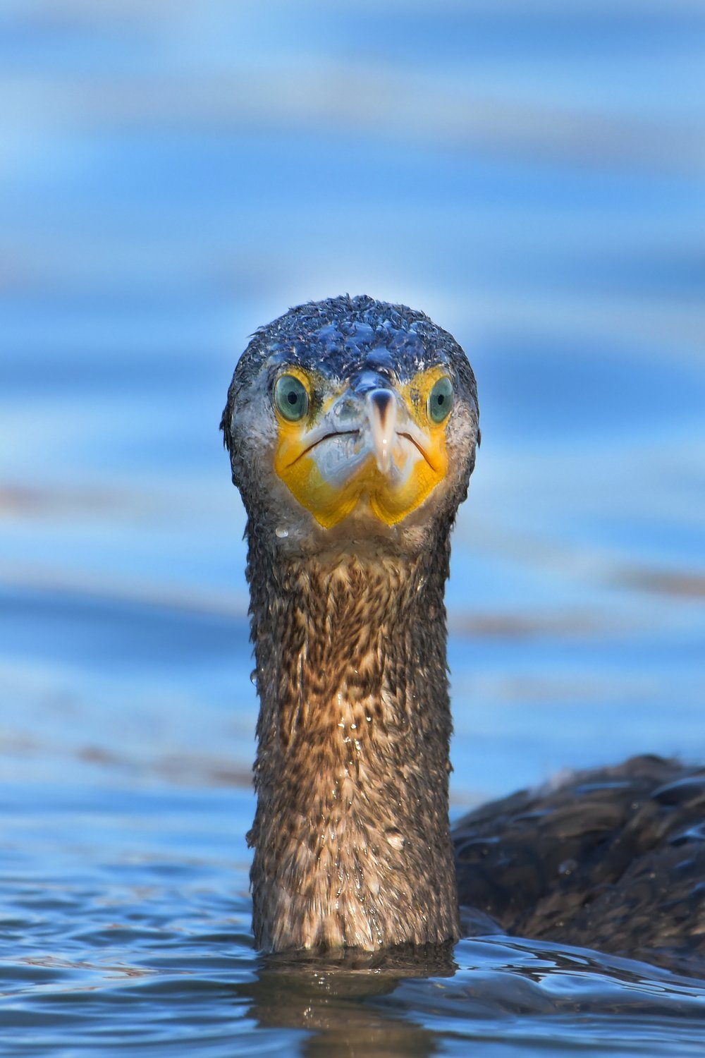 Лохнесское чудище