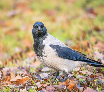 Молодая каркуша отвлеклась на Дашеньку