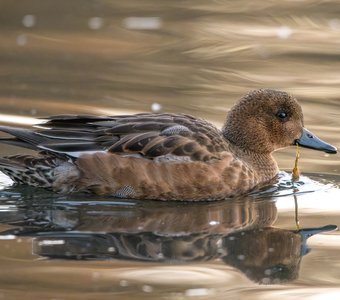 Свиязь с водорослью в клюве