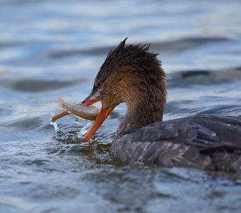 Рыбный день