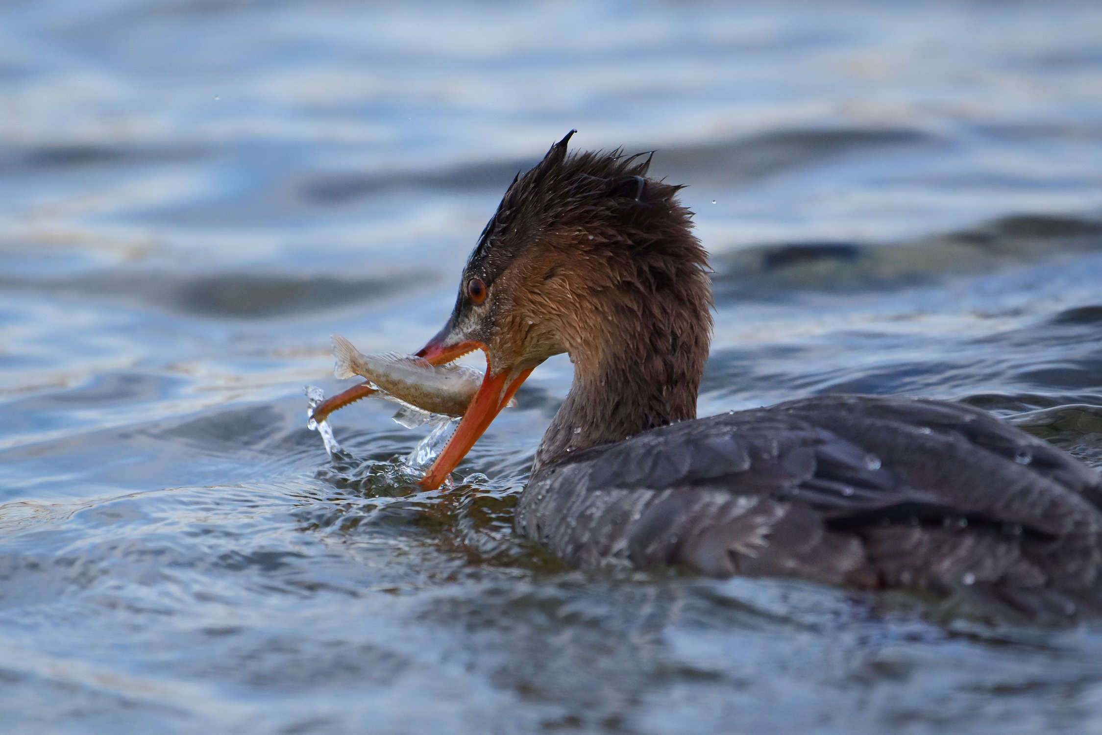 Рыбный день