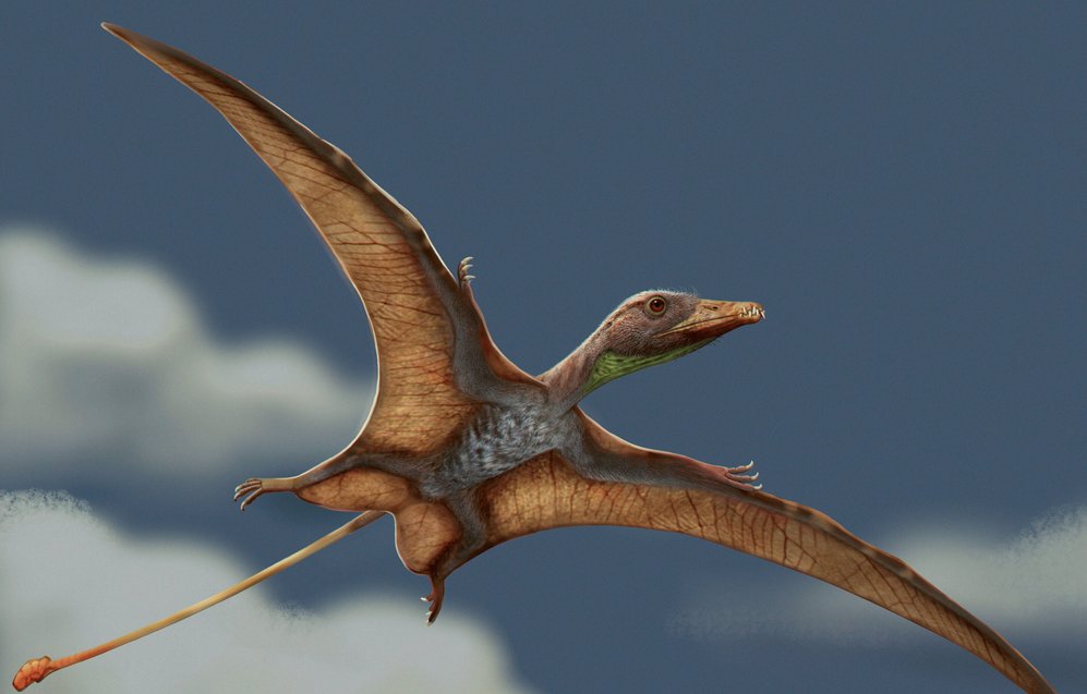 Птицы и птерозавры учились летать независимо друг от друга