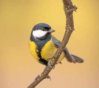 Большая синица ждёт угощения