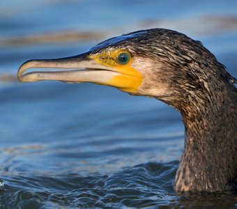 Нефритовый глаз