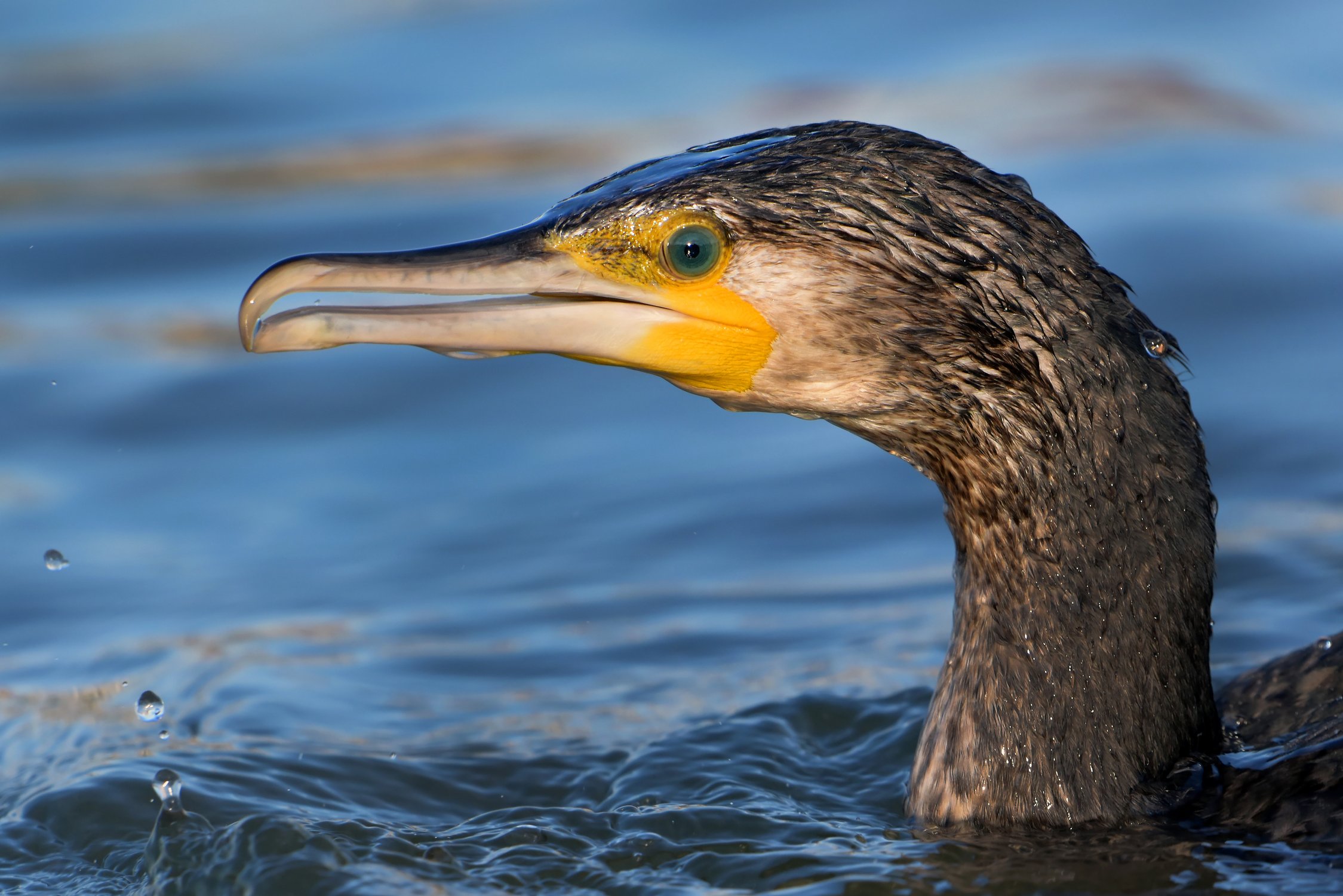 Нефритовый глаз