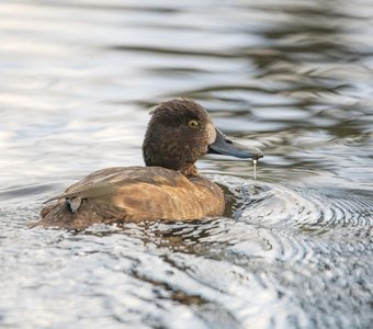 Хохлатая чернеть (самка)