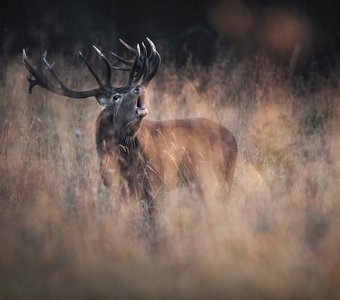 Основной инстинкт