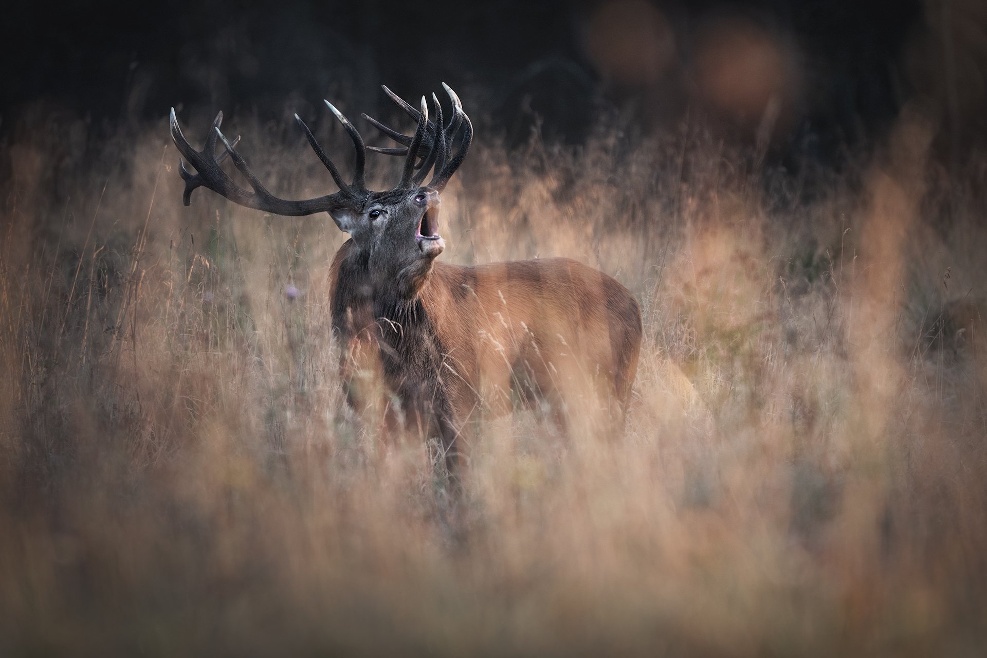 Основной инстинкт