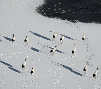 Японские журавли готовятся лететь на зимовку в Китай