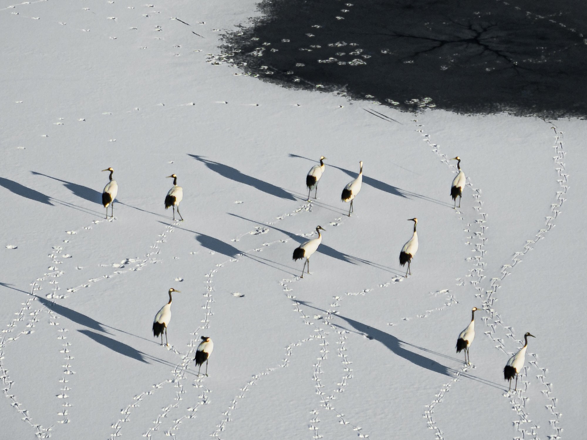 Японские журавли готовятся лететь на зимовку в Китай