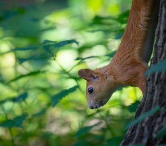 "В беличьем мире"