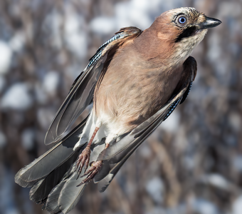 Обыкновенная сойка (Garrulus glandarius)