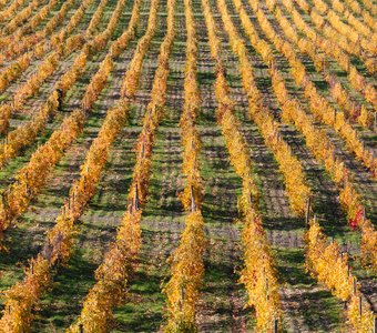 Ода винограду