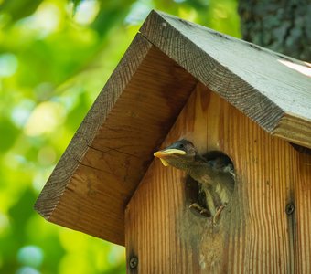 А мне летать, а мне летать, а мне летать охота!