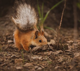 Белка на промысле